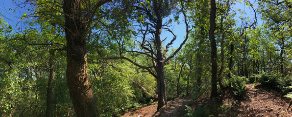 Fototapete bei efototapeten.de bestellen   