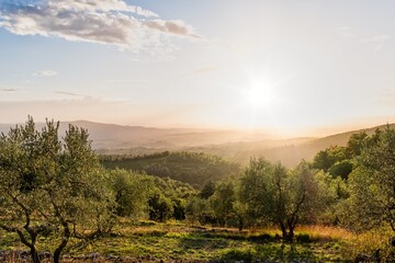 Rural Tuscany Landscape in Summer