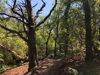 Trail through the forest around Beerze