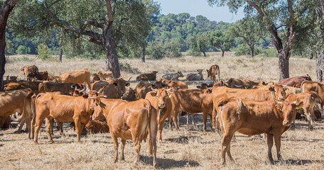 cows resting in the shade of the oaks.