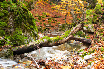 Photograph of the beech forest of Ciñera, Leon (Spain) known as Faedo. You can see the stream that runs through the forest with a fallen log in the middle
