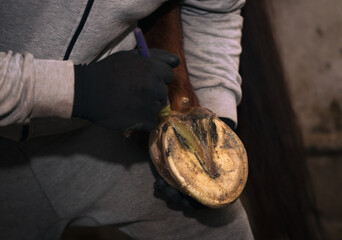 Farrier hammering horseshoe in workshop