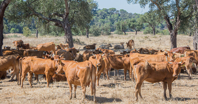 Cows Resting In The Shade Of The Oaks.