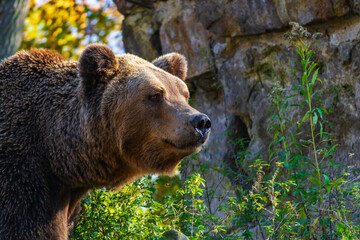 Fototapeta premium Brown bear - Ursus Arctos - portrait
