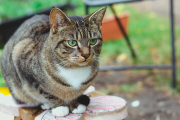 Beautiful tabby cat perching on a stool