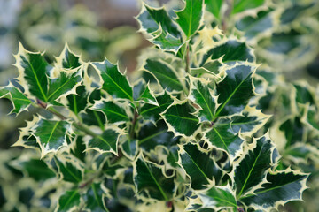 Ilex aquifolium 'Argentea marginata' - Stechpalme