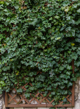 Leaves of ivy covering the Old stone wall, heart shape, summer garden © mdyn