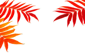 Red and yellow leaves of smoouth sumac isolated on white background. Autmn concept. Space for text