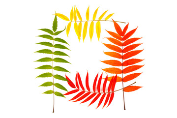 Red and yellow leaves of smoouth sumac isolated on white background. Autmn concept. Space for text