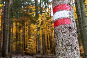 painted hiking marker on tree in styrian forest, Austria