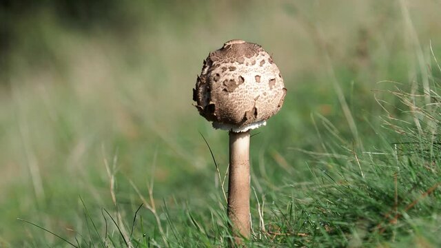 The parasol mushroom on a meadow in autumn, Macrolepiota procera