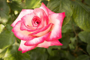 Beautiful blooming rose. Pink rose in the garden.