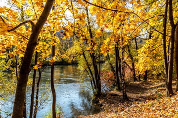 maple trees in autumn on Mur river in Styria, Austria