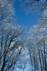 Fototapeta na wymiar Newly snow on tree in forest on sunlight winter day