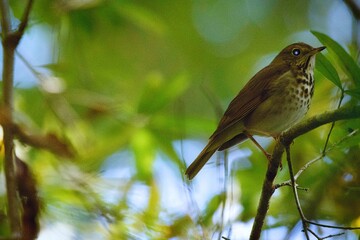 Hermit Thrush Bird 