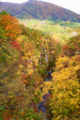 秋の鳴子峡（宮城県・大崎市）