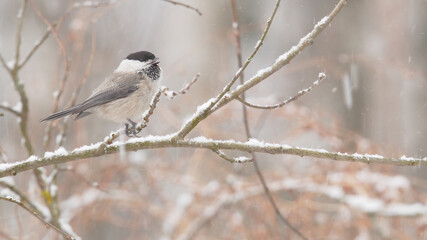 Willow tit. Bird. Poecile montanus