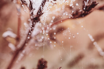  little soft water drops on a spider web on an autumn day close-up outdoors