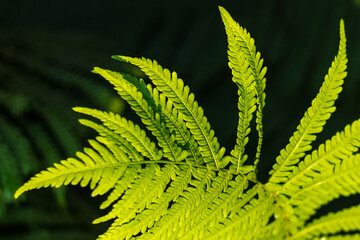 A beautiful natural fern branch illuminated by the sun. Beautiful background. Selective focus.