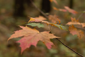red autumn leaves