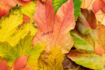 Naklejka na ściany i meble Change Chance Stempel auf bunten Blättern im Herbst 