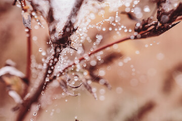  little soft water drops on a spider web on an autumn day close-up outdoors