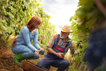 Senior man in work suit and straw hat working with young woman in vineyard