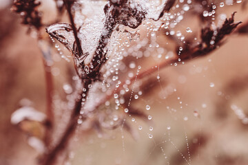  little soft water drops on a spider web on an autumn day close-up outdoors