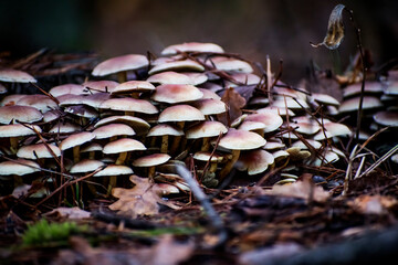 A cluster of light yellow mushrooms growing on a tree stump. Selective focus on the mushrooms, blurred background.