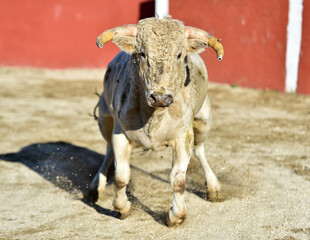 un toro español corriendo en una plaza de toros