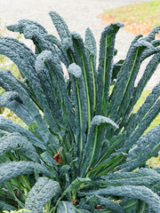 (Brassica oleracea palmifolia 'Nero di Toscana') Chou noir de Toscane ou Chou palmier ornemental au...