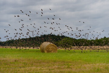 A flock of starlings above the field. © konik60
