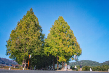 滋賀県高島市マキノ町のメタセコイヤ並木の風景