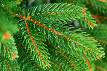 Decorative evergreen christmas tree branch with needles closeup, traditional new year seasonal pattern