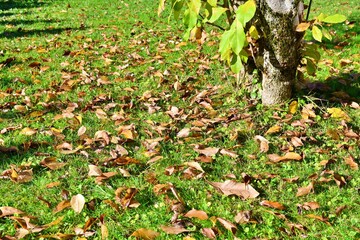 autumn leaves on the ground