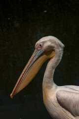 Close-up of pelican with dark background 