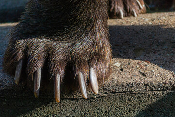 Brown bear forepaw closeup photo