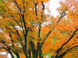 雨の日の公園の黄葉の欅