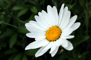 Obraz premium Macro blooming marguerite flower