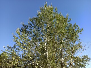 pine branches against sky