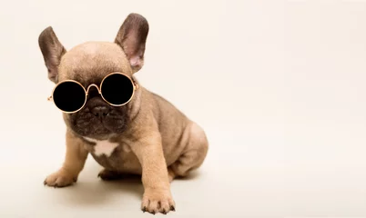 Foto op Plexiglas French Bulldog puppy. Cute little puppy. © Hanna Aibetova