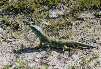 Bonito lagarto tomando el sol