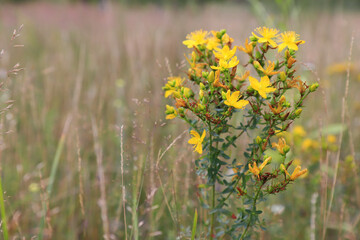 Yellow flowers of Hypericum perforatum (perforate St John's-wort) in a field in the morning, close up, copy space for text