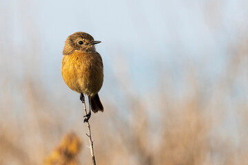 European Stonechat Saxicola rubicola Costa Ballena Cadiz