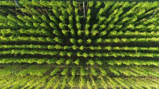 DRONE, TOP DOWN: Flying over a flourishing plantation full of hops plants climbing long strings. Flying over long rows of lush green hops growing in the fertile soil of the Slovenian countryside.