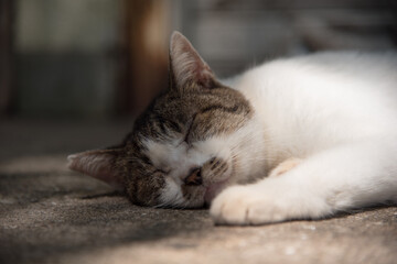 Fototapeta na wymiar A cat that sleeps happily in the shade