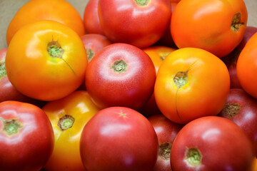 Tomatoes summer harvest. Village garden harvest. Tomato from farmers market. Fresh red and yellow tomatoes. Organic vegetables.