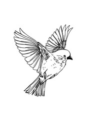 Spring. Hand drawing line art bird