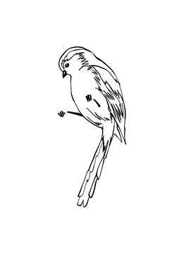 recommend clip art: Hand drawing line art bird. Spring