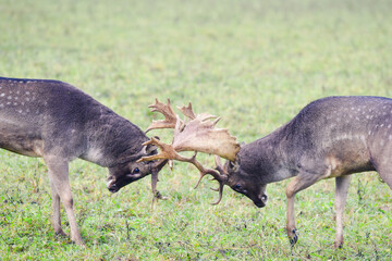 deer in the grass